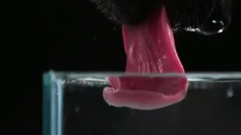 Look How amazing dogs drink water slow motion