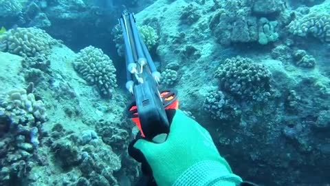 Spearfishing for Giant Grouper in Shipwrecks .Part -1