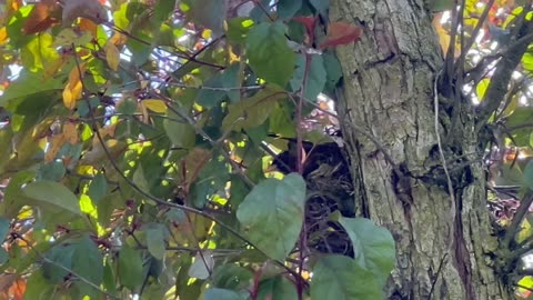 Chickadee nest and a Robin nest atop the tree