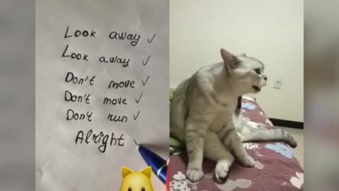 Cats talking ! these cats can speak better than human (Part 1)