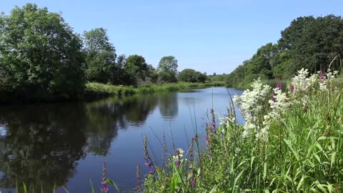 Forest Nature Sounds with Birds Singing - Water Sounds - Perfect for Relaxing, Ambience, Meditation