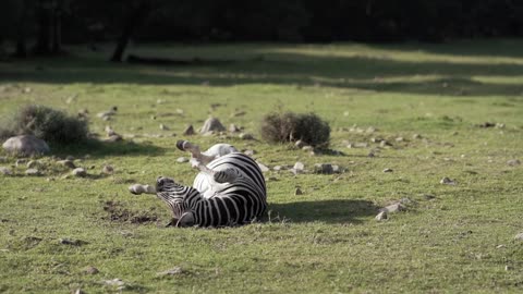 Playful Baby Zebra Loves to Doing Amazing Acrobats