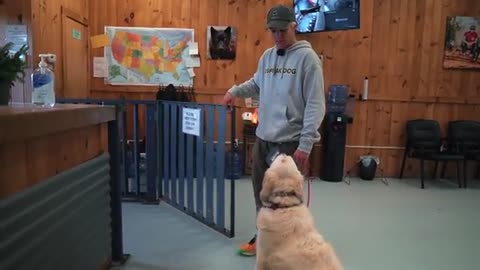 HOW TO TRAIN A DOG TO BE THE HARDEST PULLING DOG IN THE WORLD | TO LEARN MORE CLICK THE LINKS BELOW