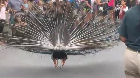 Respect as peacock takes over the street