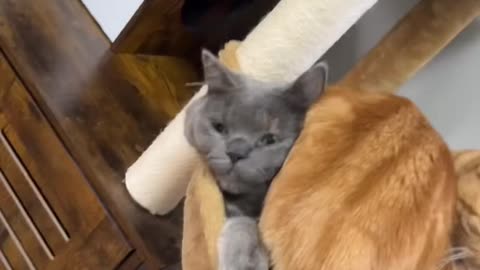 Cats Have a Unique Way of Getting Comfy