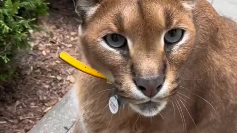 Caracal cats Attack