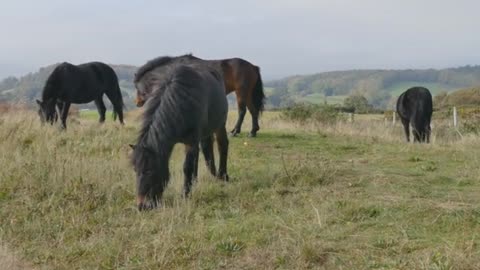 A close look at wild horses