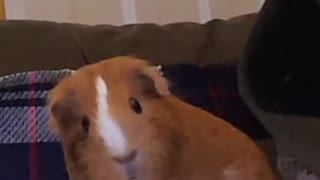 guinea pig reaction