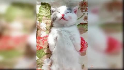 Baby Cats friends - Cute and Funny Cat Videos Compilation love cats