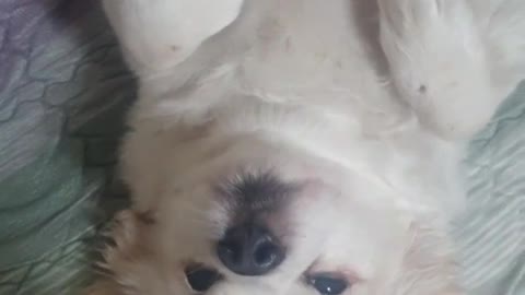Puppy Loves to Scratch