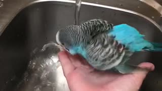 Budgie Bathes at Home