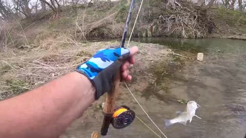 White Bass Run and Fly Fishing the San Gabriel River