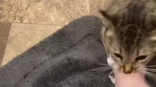 Protective Kitty Wants To Save Human From Bathtub