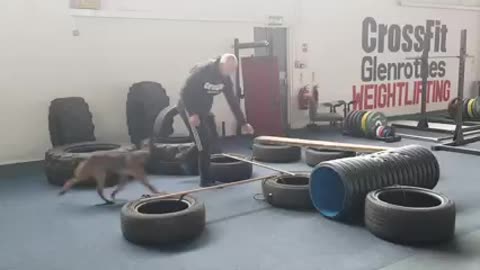 Dog gym training video 30sec