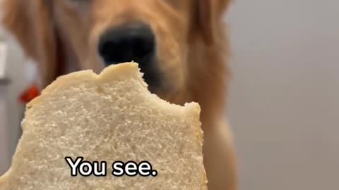 Dog Taking Gentle bite of bread