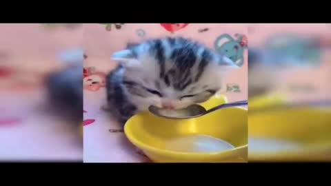Funny Cats 3