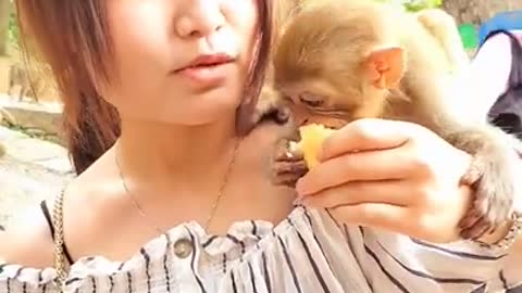 Look at this cute monkey enjoying fruit