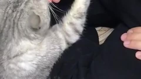 Affectionate cat