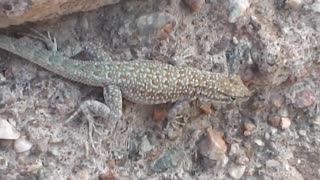 A lizard in the mountains.