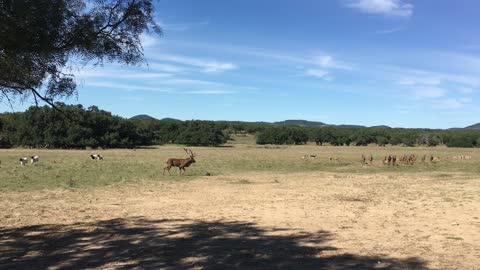 Red Deer Bull bugles for Cows