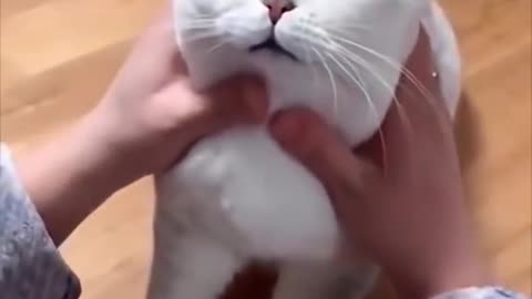 Petting This cute cat
