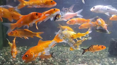 Colorful Aquarium _ Koi Fish, Butterfly Fish, Goldfish, Betta fish, Catfish, Ani