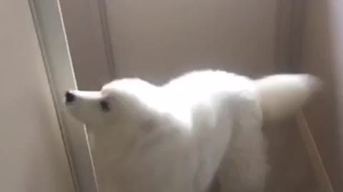 Cute Samoyed Puppy Excited To Go On A Walk