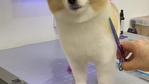 Cute Funny Baby Dog