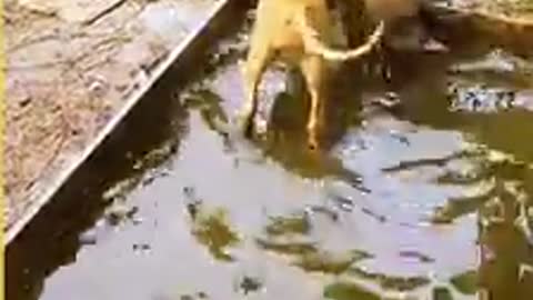 Dog and goose having fun in the water together