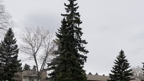 Magpie is an amazing balance over the top of a tall tree