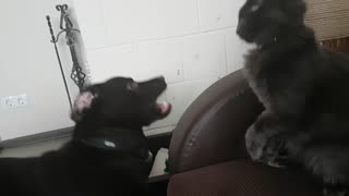 Cat fights with a dog
