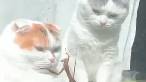 Two cats and grasshopper
