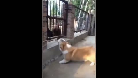 Chicken Vs Dog Funny Fight Video 😛🤣.