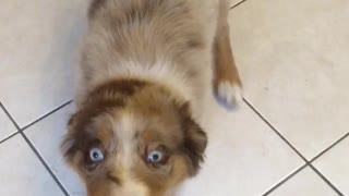 Adorable puppy is a true master at tug of war