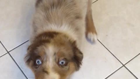 Adorable puppy is a true master at tug of war