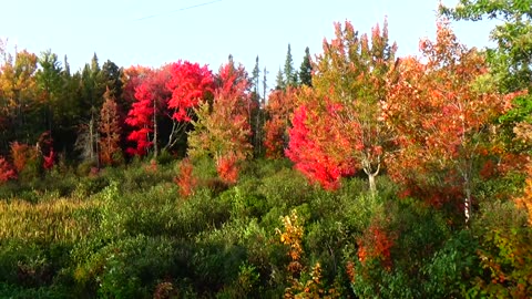 Fall Foliage