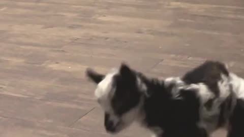 H5 Ranch Shorts: Tulip the Baby Goat's Diapered Dance of Delight