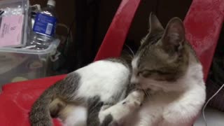 Cat cleans his foot