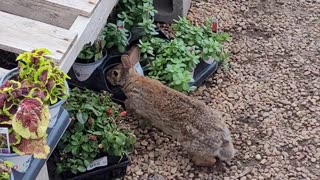 Wild Rabbit in a Commercial Flower Market
