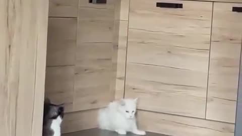 Houdini.Funny cat video.