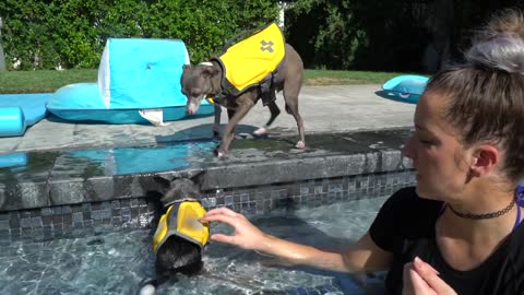 How To Teach Dog To Swim (Teaching My Dogs How To Swim)