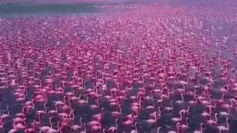 Alaska flamingo