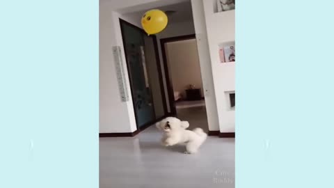 Cuttiest Pupies Comedy Complication