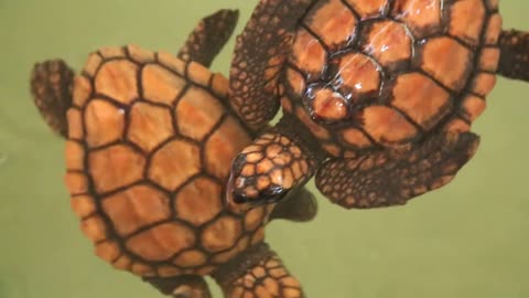 Baby turtles swimming in pool at Kosgoda Lagoon Turtle hatchery