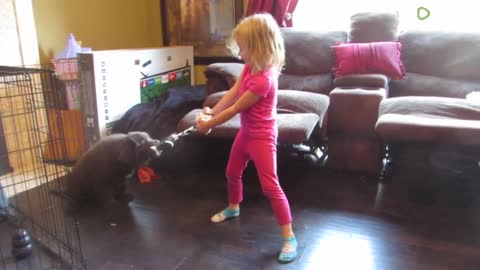 10-week-old Newfoundland puppy shows off his impressive strength