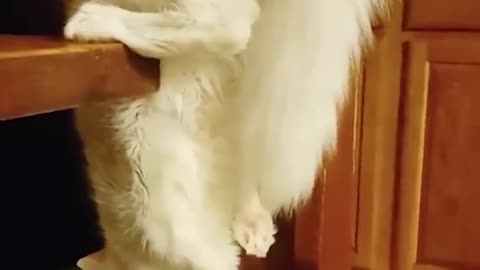 Funny animals - Funny cats and dogs - Funny animal videos 2023🤣