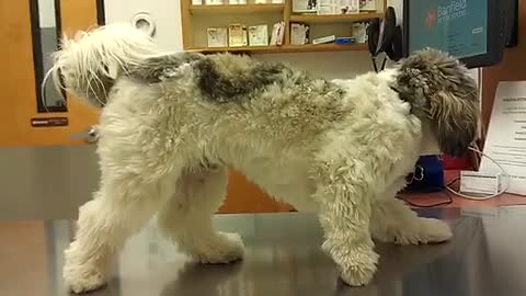 Dog freezes stiff at the vet's office