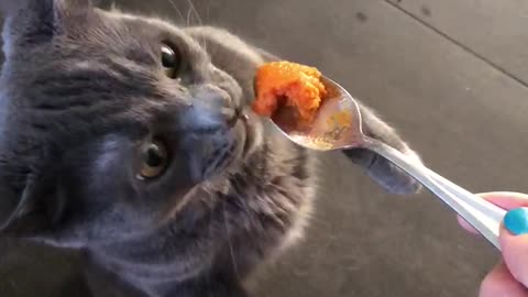 Squirrel Cat Eats Pumpkin