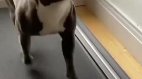 Funny Pitbull In Treadmill