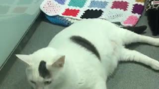 White fat overfed cat laying down
